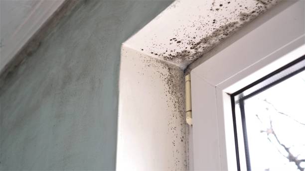 Best Real Estate Mold Inspection  in Hershey, PA