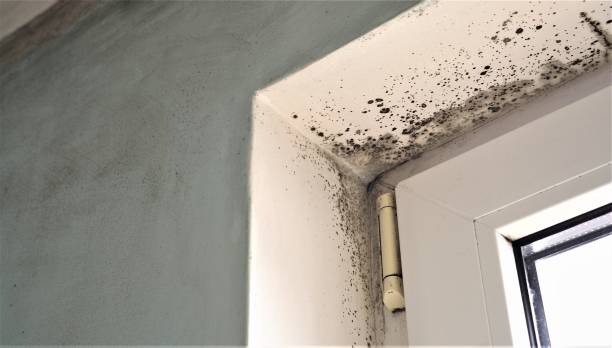 Best Water Damage & Mold Remediation  in Hershey, PA