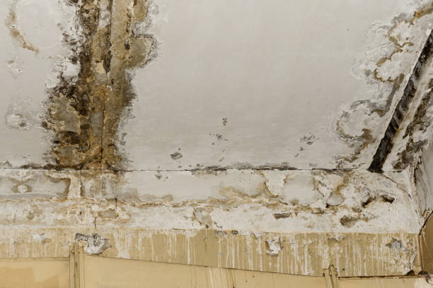 Best Comprehensive Air Testing for Mold Contaminants  in Hershey, PA