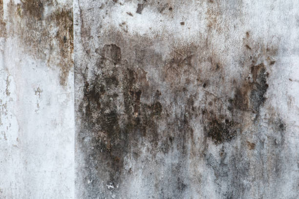 Mold Remediation for Vacation Homes in Hershey, PA