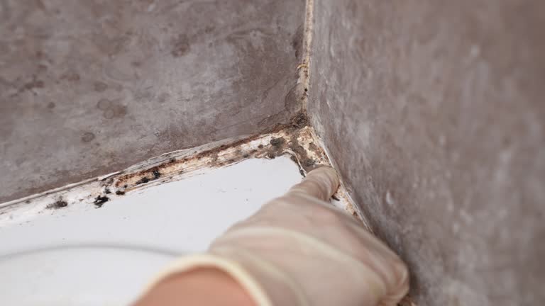 Best Air Quality Testing for Mold Spores  in Hershey, PA
