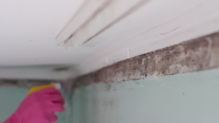 Best Mold Damage Restoration  in Hershey, PA